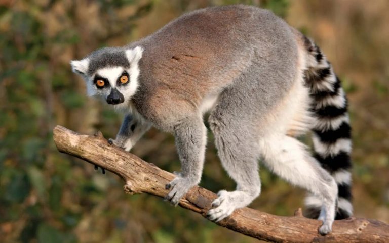 Mușcați de un lemur, șobolan și șoarece la spital