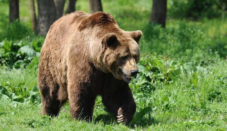 ONG a depus plângere penală după uciderea ursoaicei