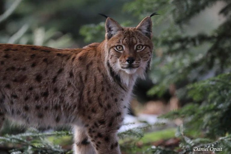 Grădină zoologică din Danemarca cere animale de companie