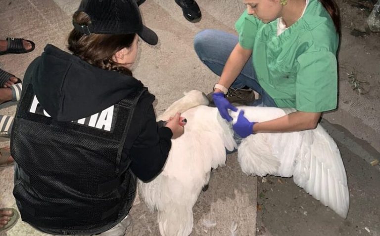 Ilfov: Lebede albe salvate din zona râului Argeş