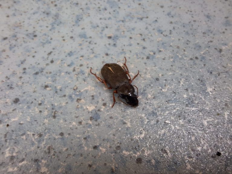 Misterul insectelor brune-închise din Iași