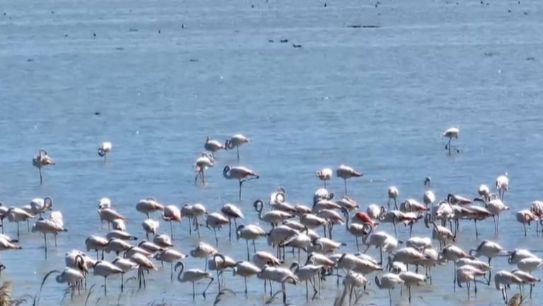 Sute de flamingo au sosit lângă litoralul românesc