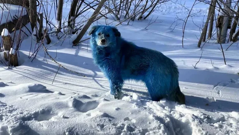 Câini cu blană albastră observați la Cernobîl