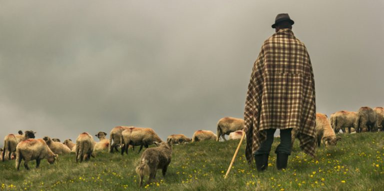 Cioban închis după ce turma a distrus floarea soarelui