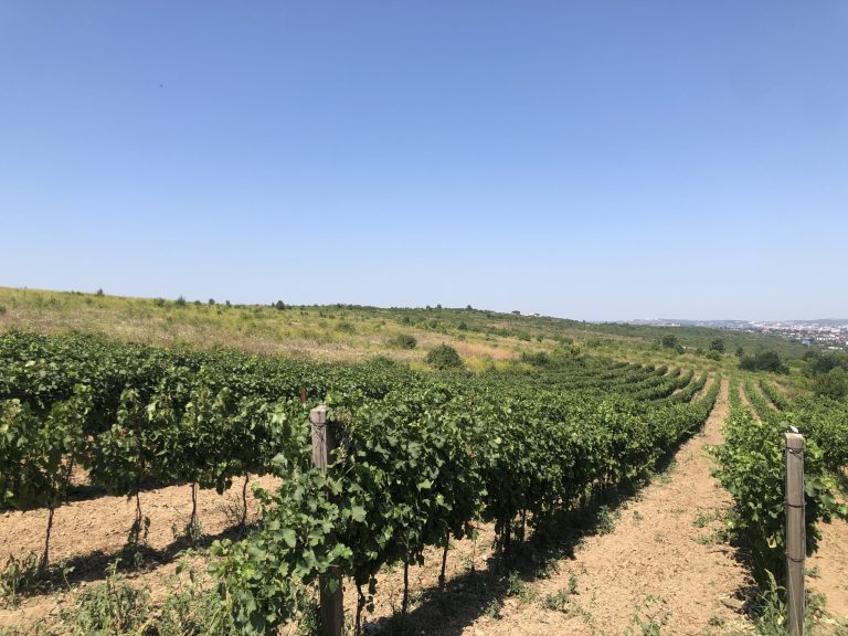 Șocurile climatice afectează producția de vin în 2025