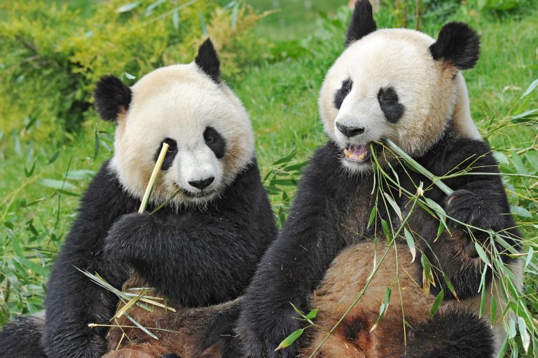 Ultimii doi panda din Japonia se îndreaptă spre China