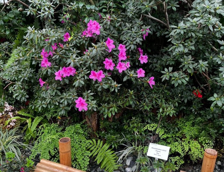 Intrare liberă pentru femei la Grădina Botanică din Iași de 8 Martie.