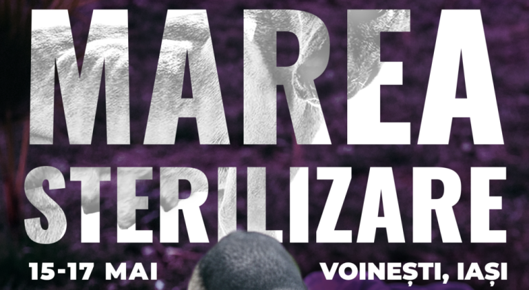 1.000 de câini sterilizați în 3 zile, la Iași: soluția care ar putea stopa criza animalelor fără stăpân.