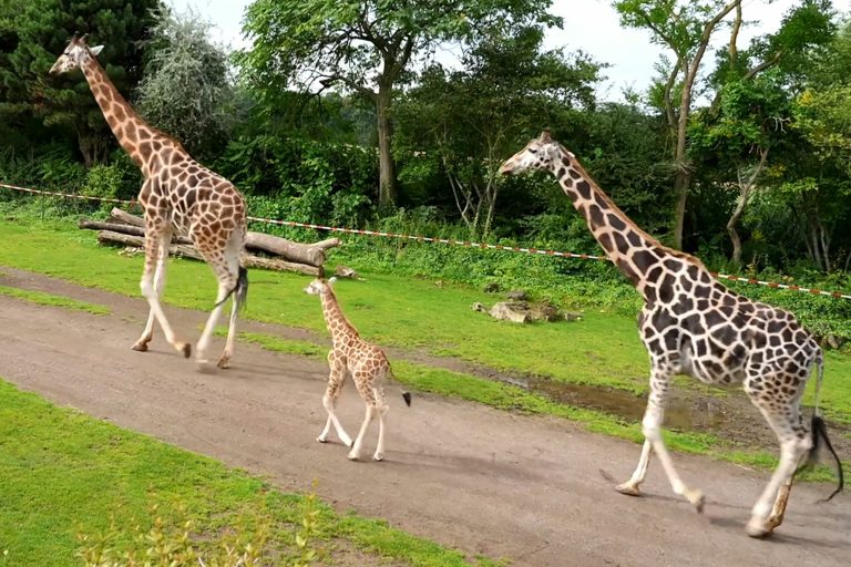 O grădină zoologică din Chile organizează o vânătoare de ouă de Paște cu recompense pentru animale.