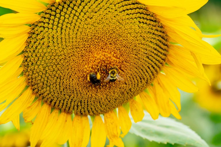 Populațiile de albine și sirfide sunt în declin alarmant / UE solicită inversarea acestei tendințe până în 2030