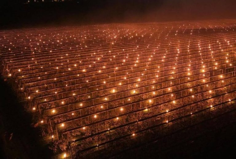 Reprezentanții unei ferme de pomi fructiferi din Cluj: De ce sunt cireșele atât de scumpe? În noaptea aceasta am ars 40.000 de euro.