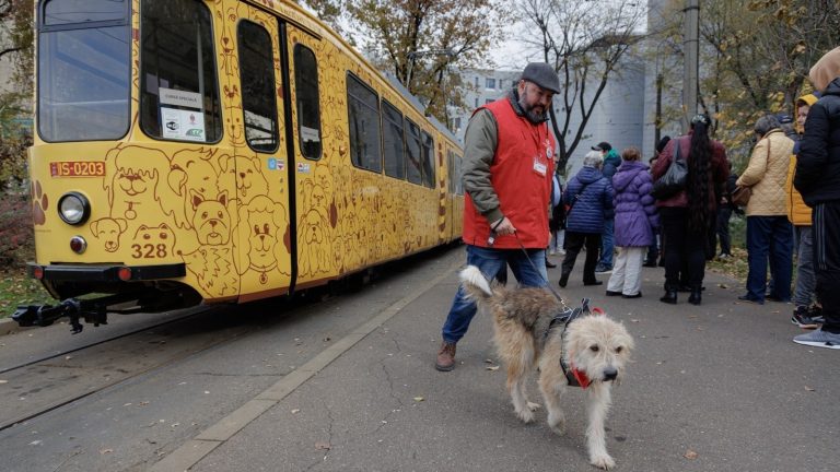 „Tramvaiul Responsabilității” străbate sâmbătă străzile Iașului pentru cățeii fără stăpân. Cum puteți contribui cu o donație?