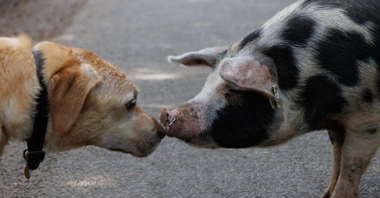 Condamnat la închisoare pentru mulți ani din cauza animalelor. La un pas de a comite o crime din cauza unui porc vânat și mușcat de câinii vecinului.