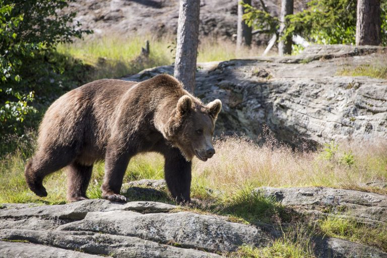 Amendă drastică pentru turistul bulgar mușcat de urs pe Transfăgărășan