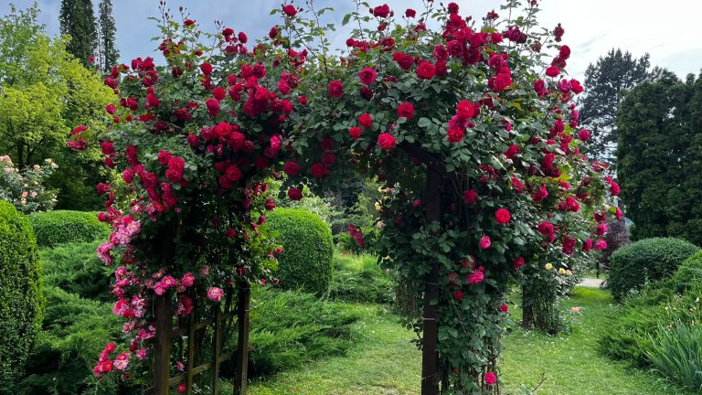 Parcul Rozelor din Iași, în cea mai frumoasă perioadă a anului. Vizitatori și miri s-au fotografiat printre trandafirii înfloriți.