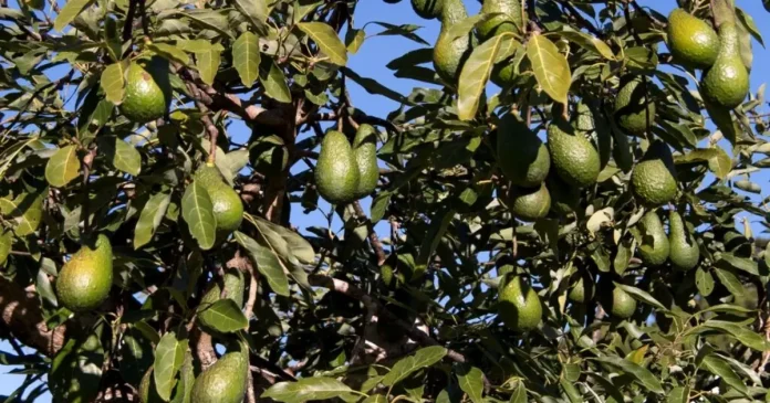 Bebeluș mort după lovitura unui avocado. Argentina, acuzată de neglijență