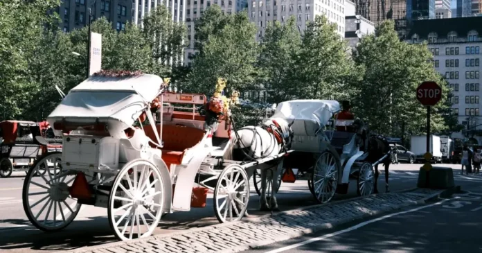 Caii vor fi interziși în Central Park din New York. Care este motivul