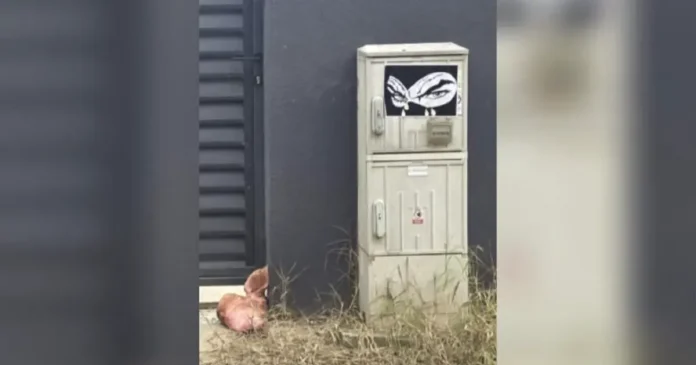 Cap de porc și mesaje amenințătoare la poarta lui Marius Lulea, cofondator AUR, în Tunari