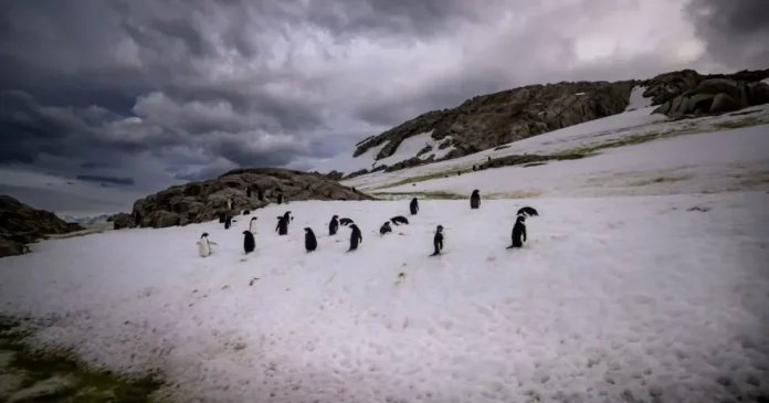 Cea mai mare colonie de pinguini din lume, devastată de schimbările climatice