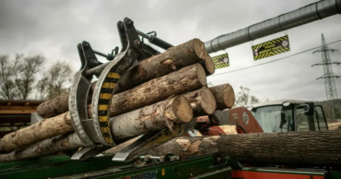 Defrișările globale au scăzut cu 15%, arată datele recente