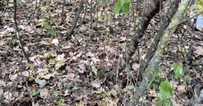 Dronă cu încărcătură explozivă, prăbușită într-o pădure din Republica Moldova