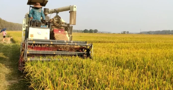 Fermierii olandezi cultivă orez în loc de vaci. Motivul surprinzător