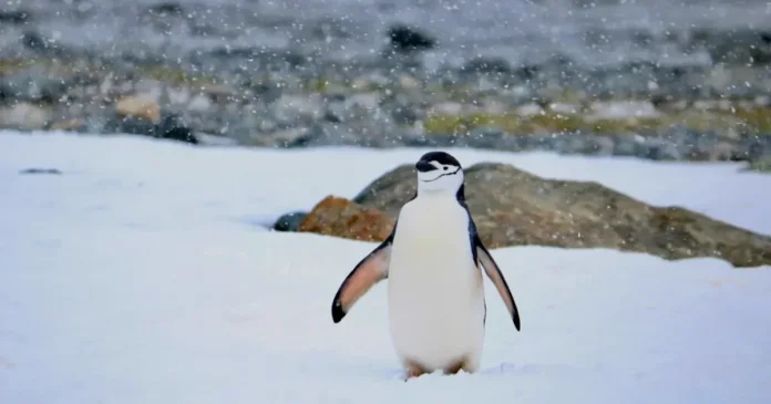 Pinguinii din Antarctica emit până la 7 milioane de tone de metan anual