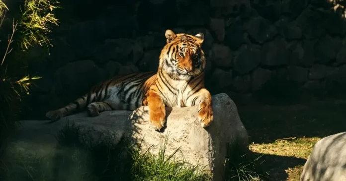 Un bărbat a fost ucis de un tigru într-un țarc; parcul natural din Anglia rămâne închis